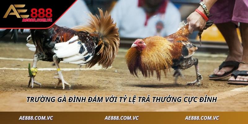 Trường gà đình đám với tỷ lệ trả thưởng cực đỉnh