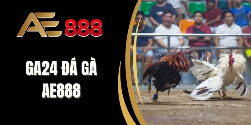 Ưu đãi cho người chơi đá gà GA24 tại nhà cái AE888