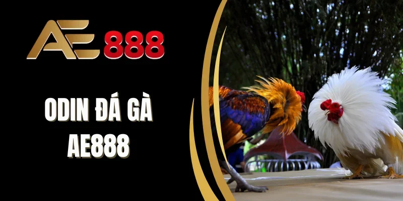 Nguyên tắc đặt cược đá gà tại AE888