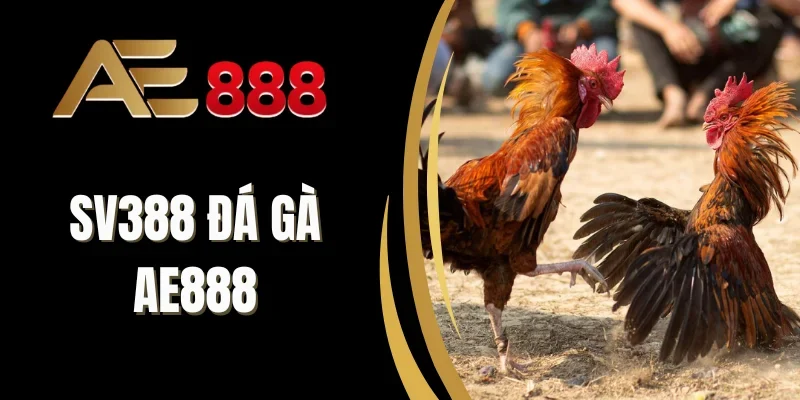 Hướng dẫn dùng kèo cá cược đá gà chuẩn